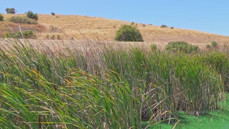 hierba verde larga que sopla en el viento con colinas doradas y árboles verdes en el fondo