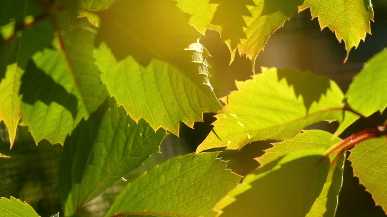 포도 잎의 배경