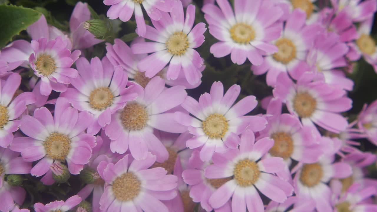 primer plano de las flores de margarita rosada