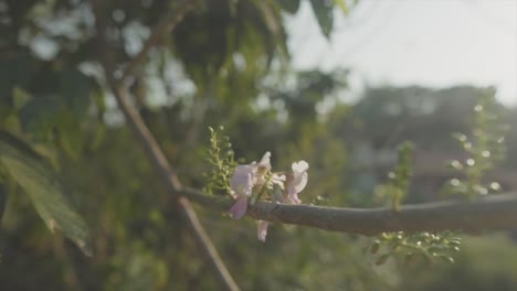 Cámara-Lenta-De-Cerca-Toma-Panorámica-De-Hermosas-Plantas,-Ramas-Y-árboles-En-El-Jardín-En-La-Naturaleza-Durante-Un-Día-Soleado