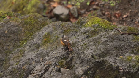 colorful male daurian redstart perching and shaking off water on rocks by the river on a rainy day