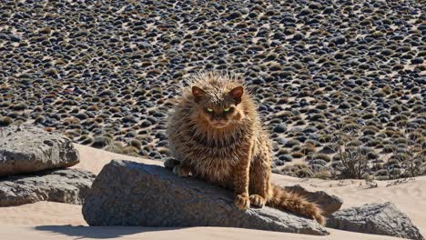 spiky desert cat