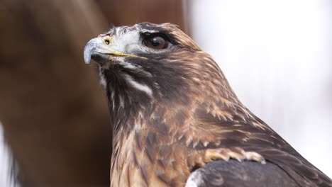 close-up portrait of a hawk