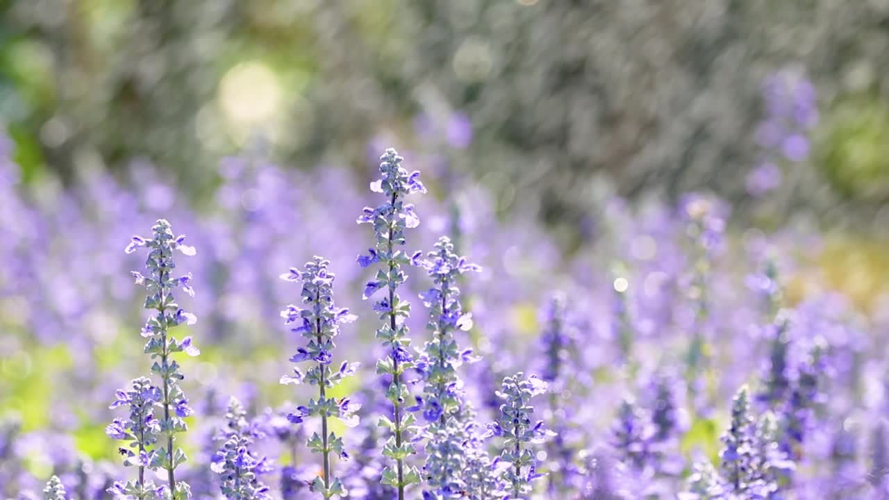 Vista ravvicinata di fiori di lavanda delicatamente annaffiati, che catturano la luce del sole e le goccioline.