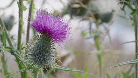 el cardo de lanza, cirsium vulgare