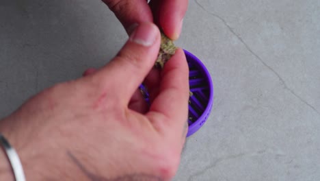 caucasian man uses fingers to break apart a marijuana cannabis bud into a silicone tray