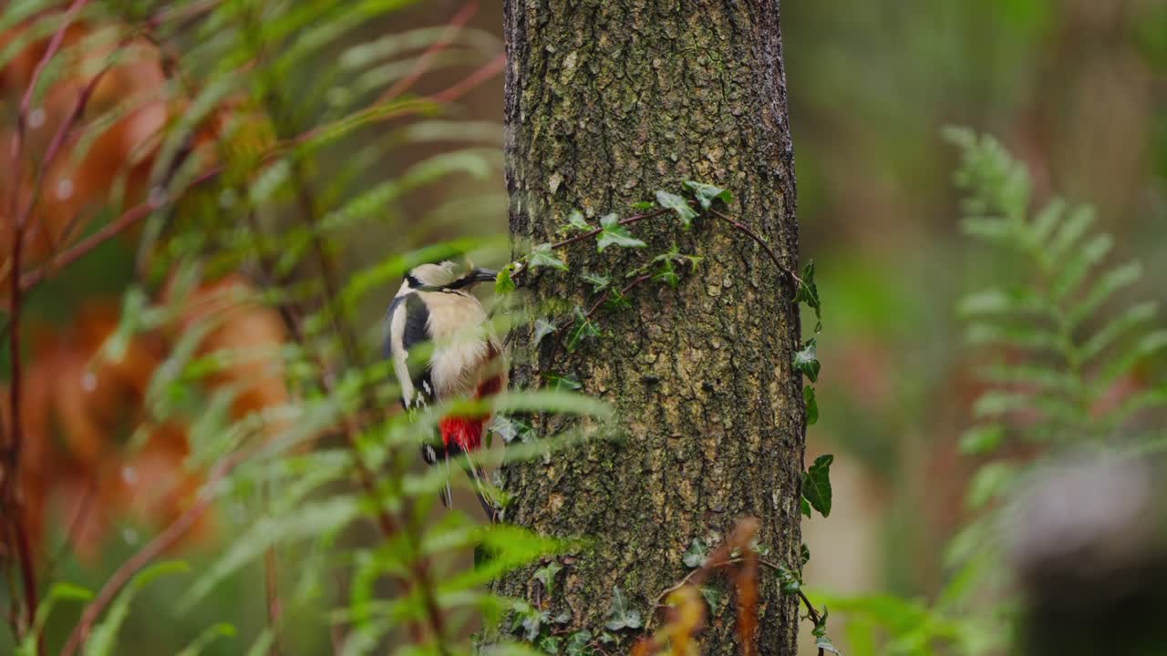 Woodpecker pauses mid action, partially hidden in branches