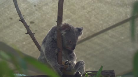 Adult-fussy-eater,-koala,-phascolarctos-cinereus-leaning-on-to-the-tree,-reach-out-and-grabbing-a-branch-of-leaves,-sniffing-it-and-decided-it-is-not-its-favourite-eucalyptus-tree,-close-up-shot