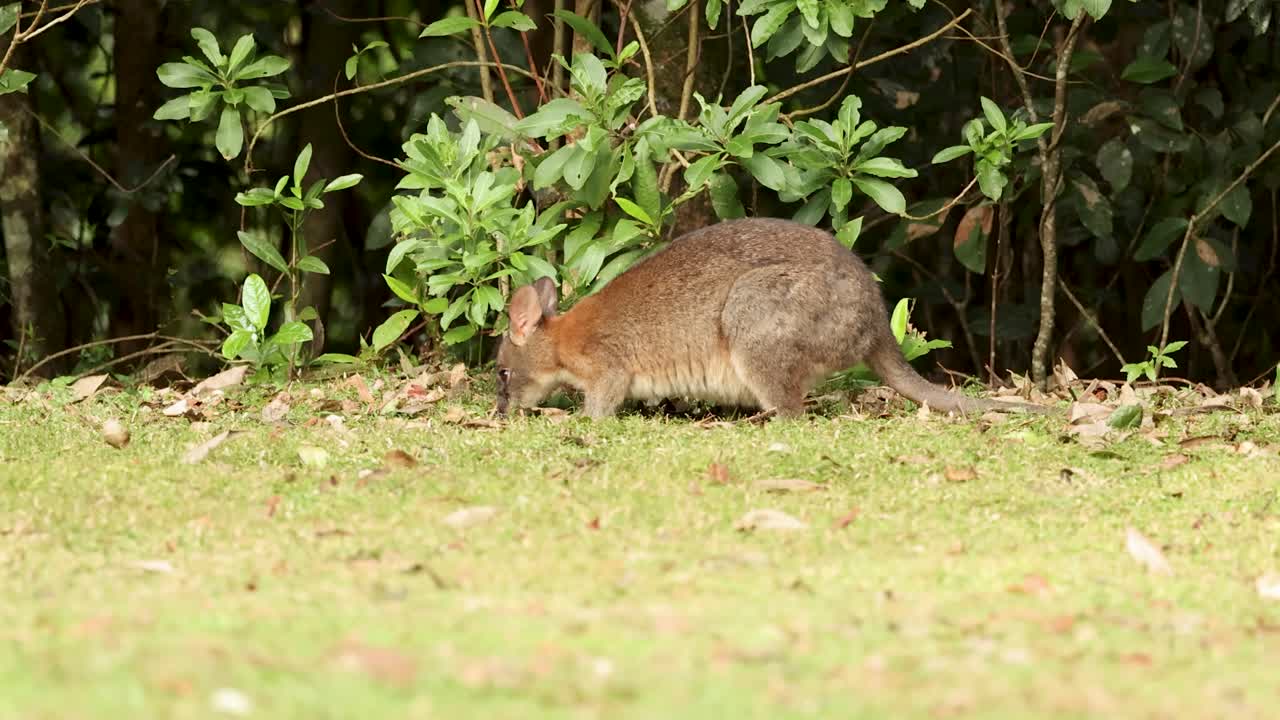 A pademelon forages quietly beside dense green foliage