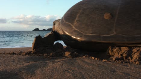 Extreme-close-up-of-a-green-adult-sea-turtle-crawling-on-sand-the-sea-during-golden-hour-in-Lianiakea-Beach,-Hawaii