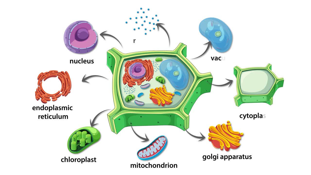 Animation illustrating plant cell structure and organelle functions with labeled components and dynamic transitions