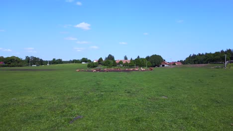 perfect aerial top view flight herd of cows on pasture meadow, czech republic in europe, summer day of 2023