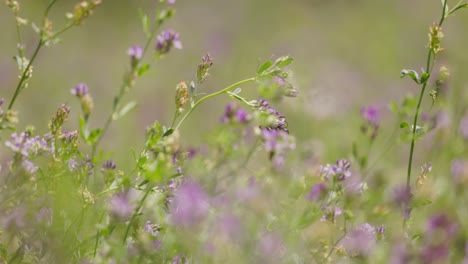 Bee-pollinates-purple-flowers-in-the-countryside