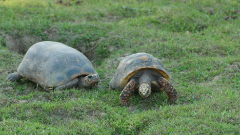 dos tortugas de patas amarillas sudamericanas haciendo un cortejo en el zoológico de guyana francesa