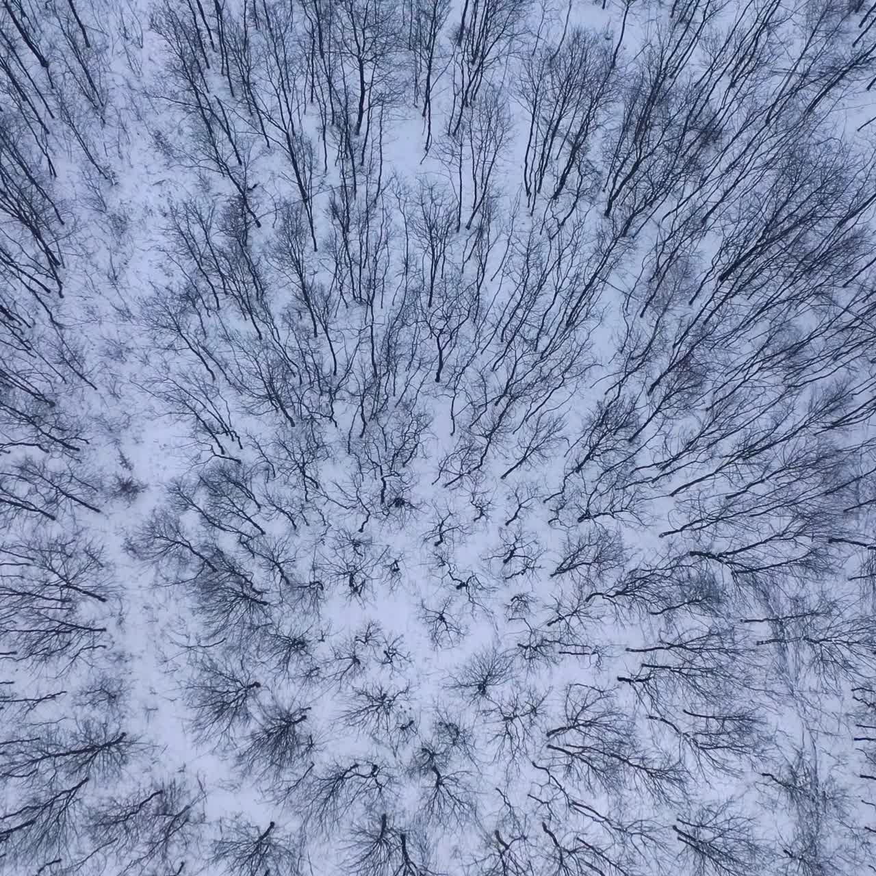 Sfondo di alberi in inverno. Paesaggio innevato di una foresta. Sfondo di una splendida natura invernale. Telecamera in movimento in avanti. Volo aereo.