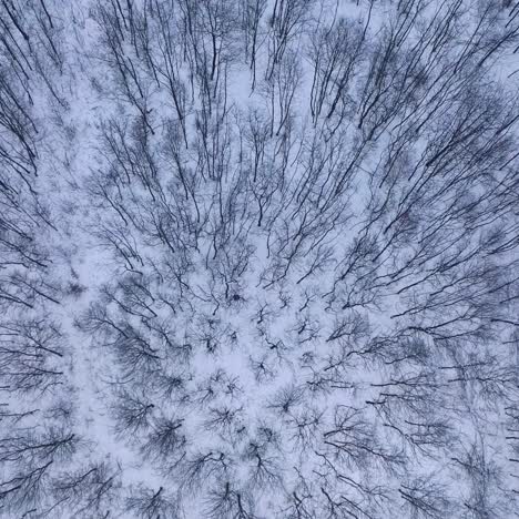 trees background in winter. snowy landscape of a forest. wallpaper of beautiful winter nature. forward motion camera. aerial flight