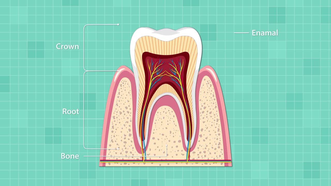Educational animation gradually labels anatomical parts of a human tooth cross-section, using clean vector graphics, smooth transitions, and a teal grid background