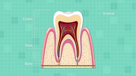educational animation gradually labels anatomical parts of a human tooth cross-section, using clean vector graphics, smooth transitions, and a teal grid background