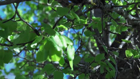 Green-woodland-leaves-in-sunlight-focus-pull