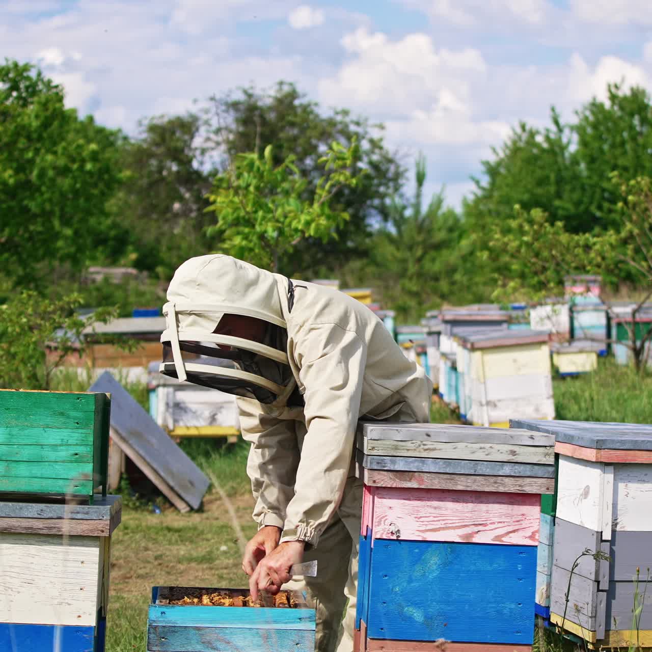 Beekeeper wearing protective suit and hat uses a smoker over the hive. Apiculturist pulls a heavy frame covered with bees out of hive