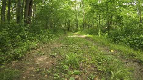 Low-Angle---POV-while-slowly-moving-along-overgrown-grassy-dirt-path-surrounded-by-woods-with-stippled-sunshine