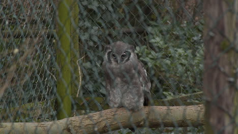 eurasian eagle-owl  sitting on branch in small cage