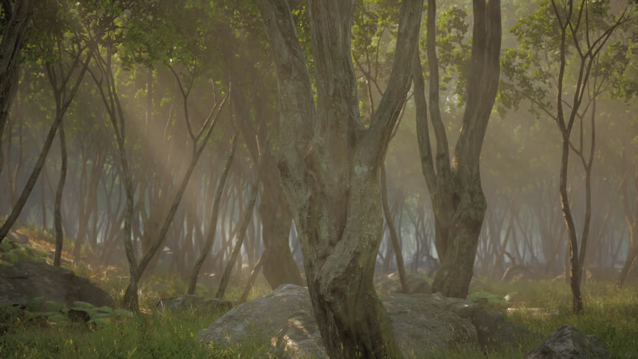 마법의 빛 속의 마법의 숲