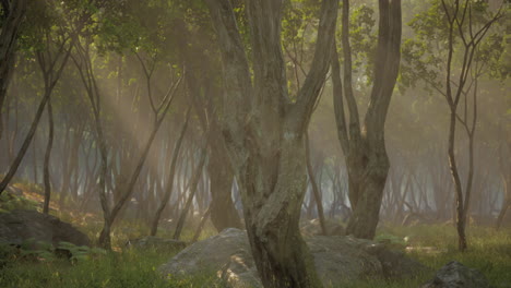 bosque encantado en luz mágica