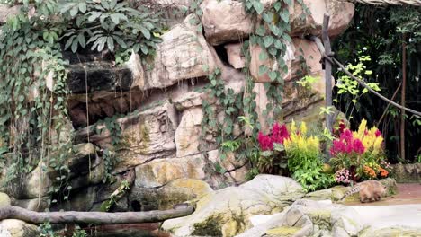 Kleiner-Südamerikanischer-Ringschwanz-Nasenbär,-Nasua-Nasua,-Der-Langsam-Von-Der-Szene-Auf-Der-Aufführungsbühne-Im-Singapur-Safari-Zoo,-Mandai-Wildreservate,-Weggeht