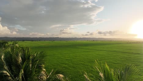 Vista-Aérea-Sobre-Un-Enorme-Campo-De-Arroz-En-San-Francisco-De-Macoris-En-República-Dominicana