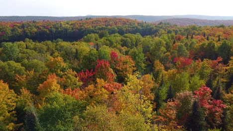 magnificent trees with colorful foliage in the reserve faunique la vérendrye