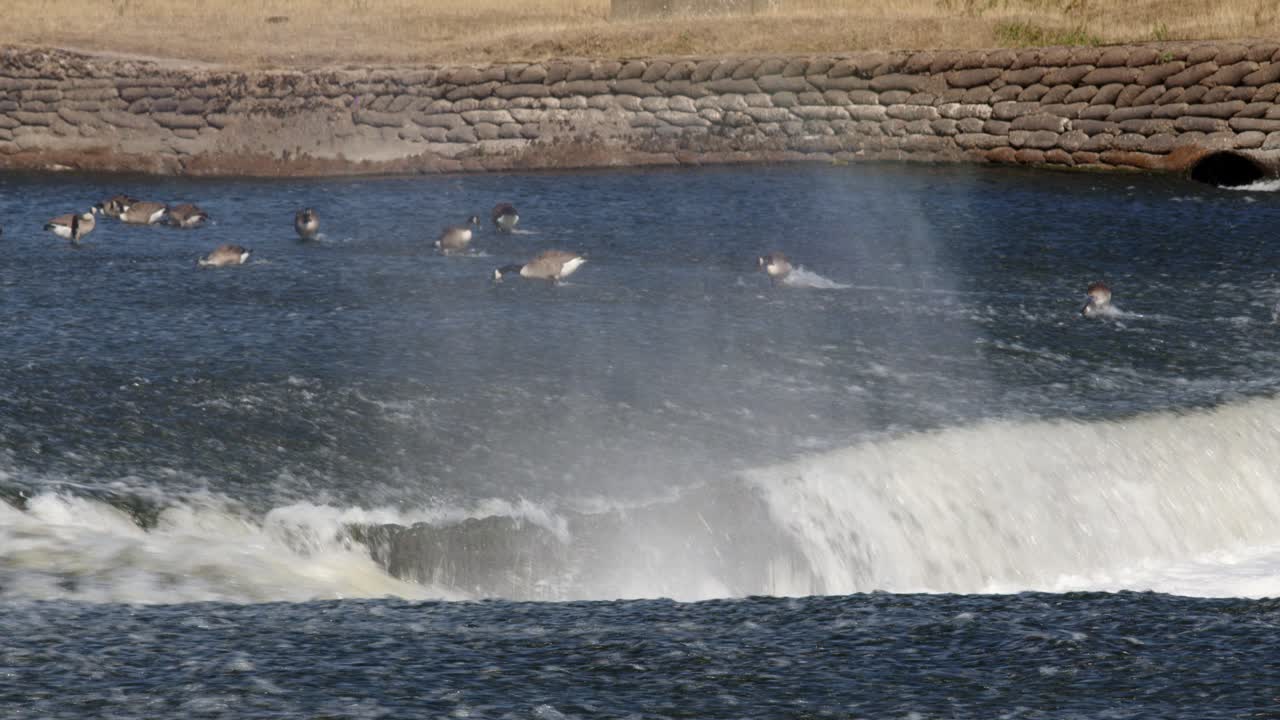 Showing a mid shot of the V-notch at the River Trent weir with Wildfowl in back ground by By Ratcliffe on Soar Power station