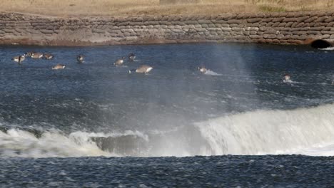 showing a mid shot of the v-notch at the river trent weir with wildfowl in back ground by by ratcliffe on soar power station