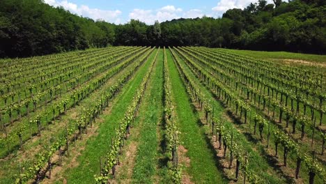 forward drone shot above a vineyard, in italy