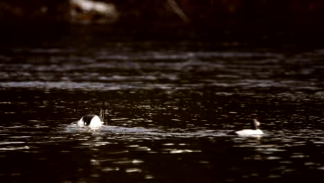 Tres-Ojos-Dorados-Comunes-Se-Sumergen-En-Un-Lago-Oscuro-En-Canadá