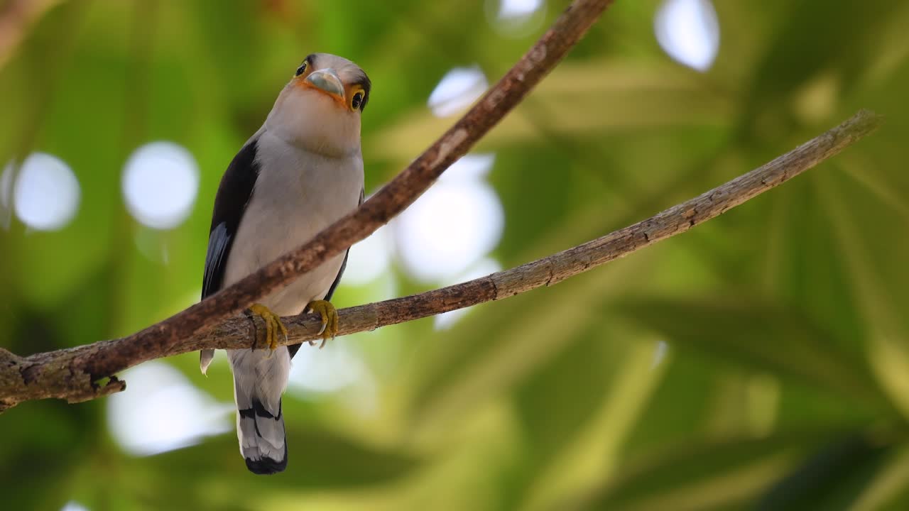 Il beccolargo dal petto argentato è un uccello famoso in Thailandia, sia a livello locale che internazionale.