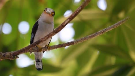 Der-Silberbrust-breitschnabel-Ist-Ein-Berühmter-Vogel-In-Thailand,-Sowohl-Lokal-Als-Auch-International