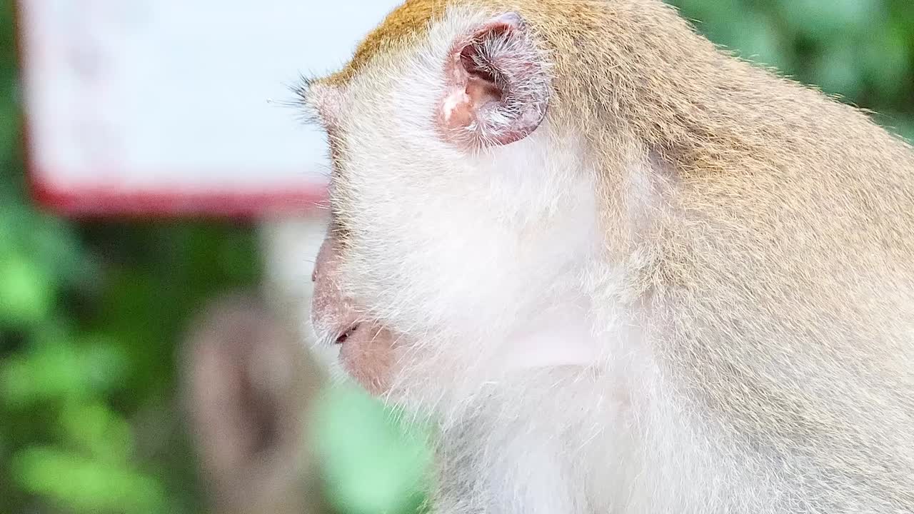 el mono examina e interactúa con el objeto de bambú