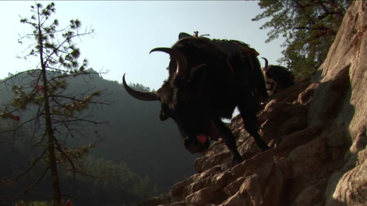 yaks navegando pasos