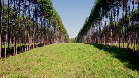 Plantación-De-Eucaliptos-En-Paraná,-Brasil,-Sudamérica.