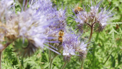 close of couple bees wasp collecting nectar and polline from a beautiful flower in full blooming season