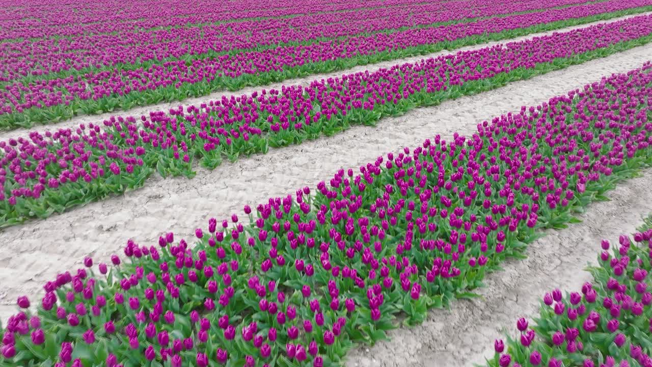 ряды пурпурных тюльпанов в полном цвету, вид с воздуха