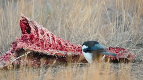 feathers and flesh: magpie's life in the wild