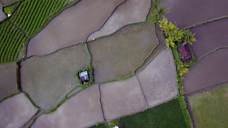 bali rice field