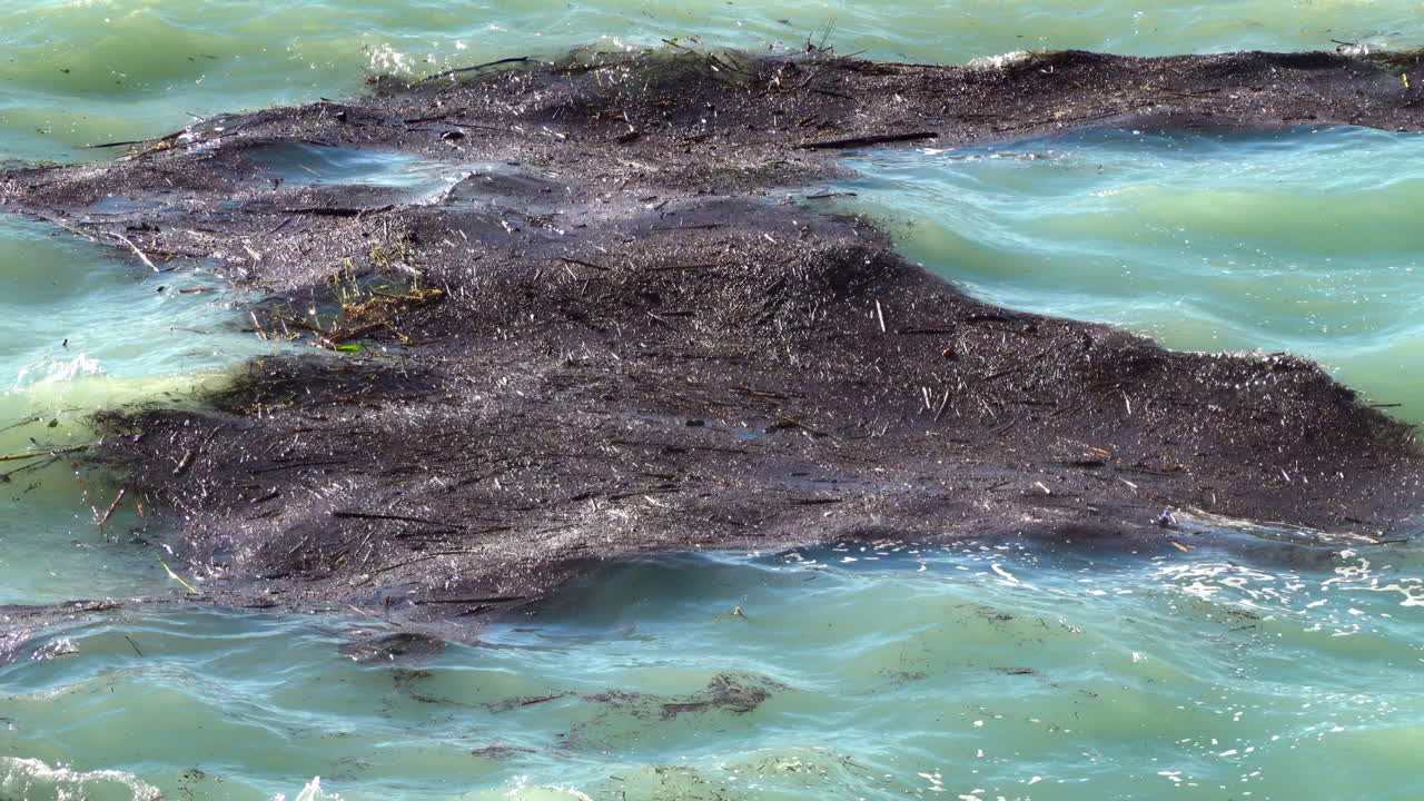 Close-up of floating seaweed in turquoise Mediterranean waters