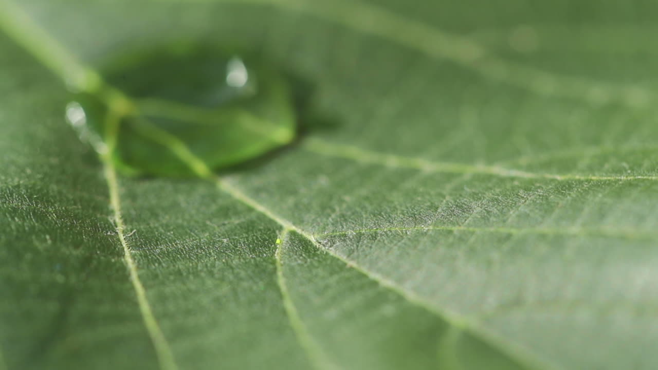 una hoja de un árbol y agua goteando lentamente en el centro de una hoja bajo la luz solar directa durante un día de verano - vista macro detallada de capturada en cámara lenta a 120 fps
