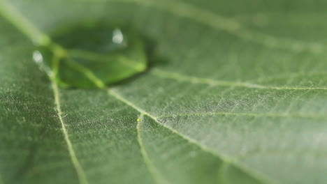 Ein-Blatt-Eines-Baumes-Und-Langsam-In-Die-Mitte-Eines-Blattes-Tropfendes-Wasser-Bei-Direkter-Sonneneinstrahlung-An-Einem-Sommertag-–-Detaillierte-Makroansicht,-Aufgenommen-In-Zeitlupe-Mit-120-Bildern-Pro-Sekunde