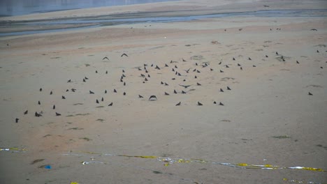 Black-kites-in-the-empty-river,-Slow-motion-shot,-Garbage-in-the-river