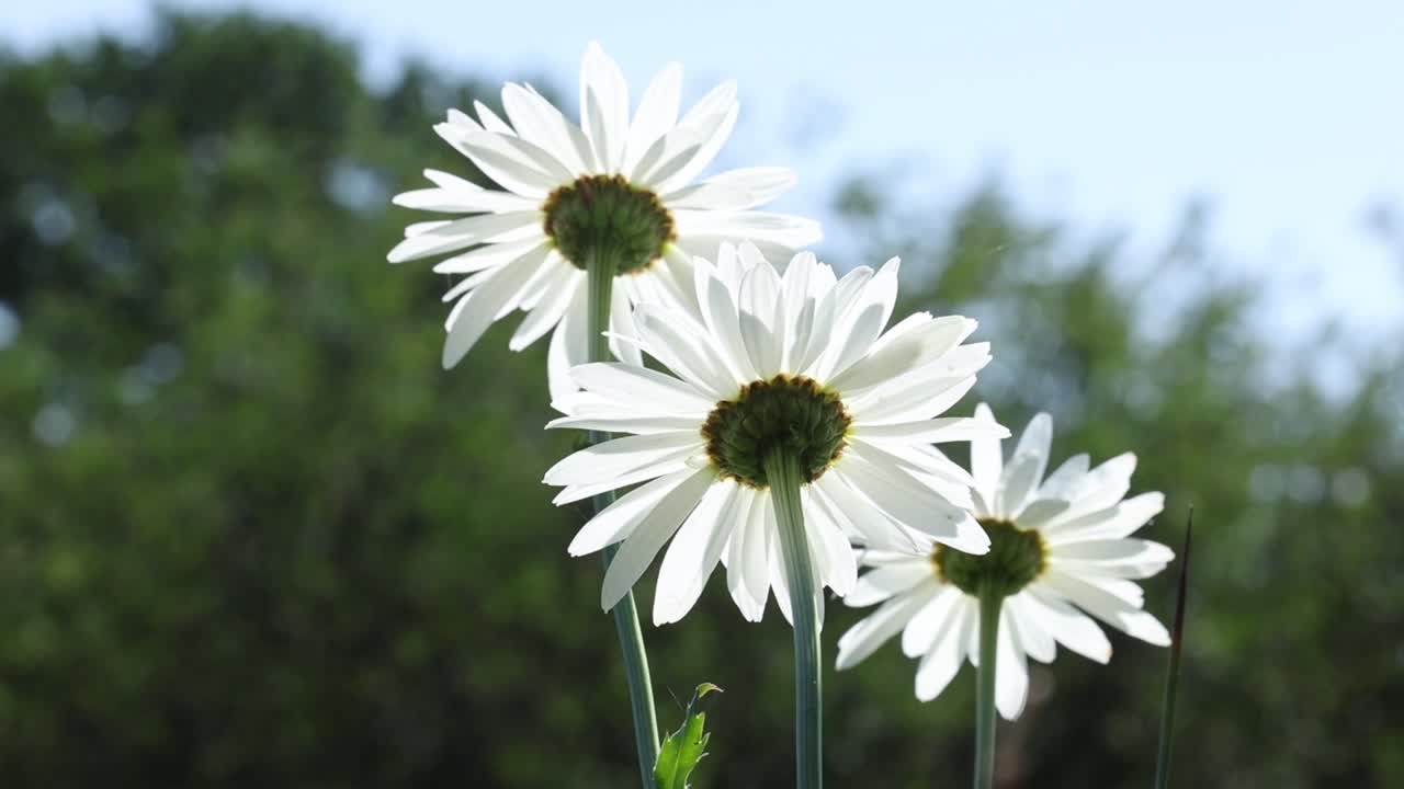 A low viewpoint of the backlit petals of Daisy flowers against a sky and tree background. Summer. UK