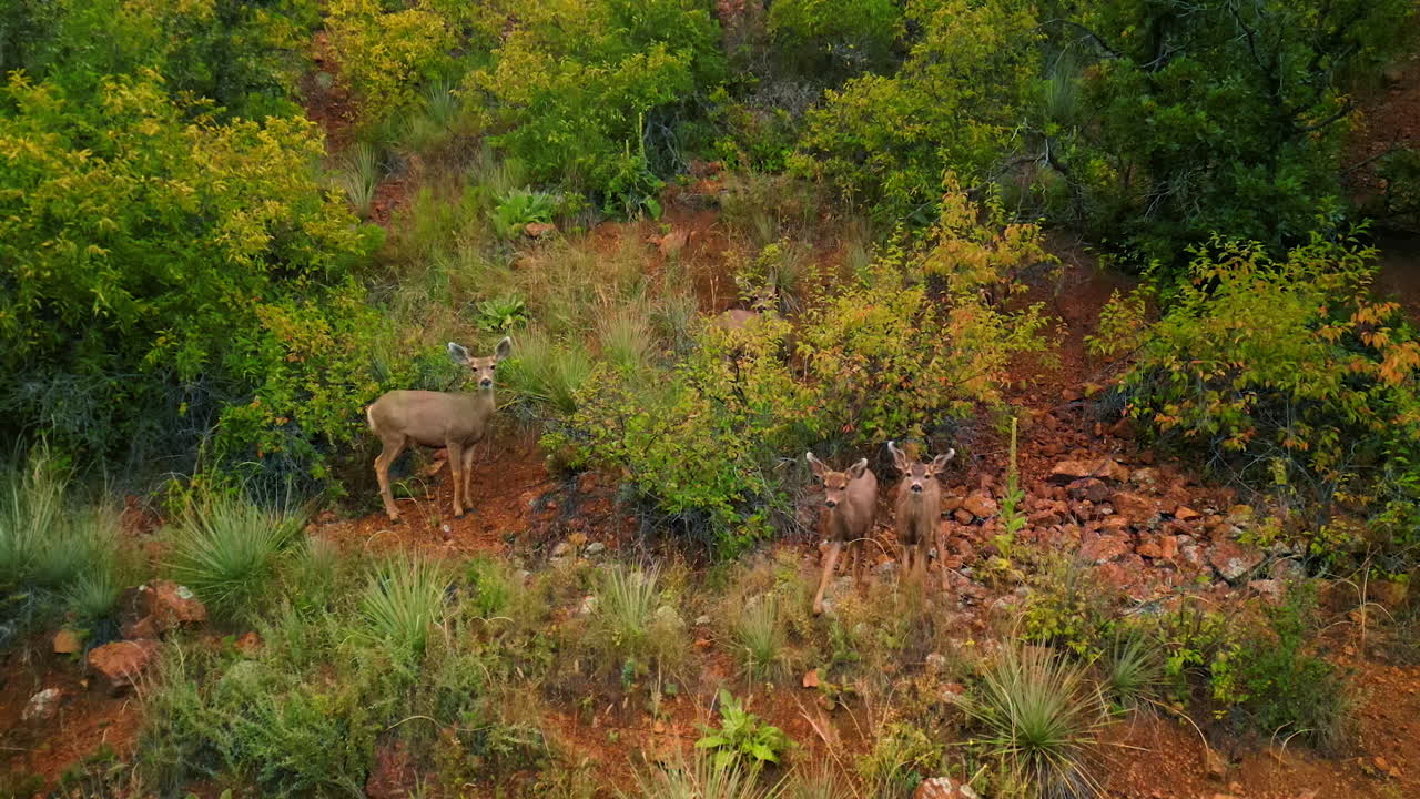 Adorable white-tailed deer stand among the bushes in the mountains. Stunning wild animals in nature